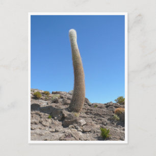 Uyuni cactussen omhoog briefkaart