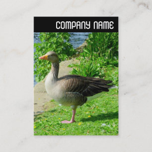 V Header - Grauwe Gans Visitekaartje