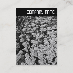 V Header - Sedum "Autumn Joy" -> V Header - Sedum Visitekaartje