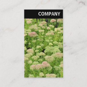 V Header - Sedum (Herfstvreugd) Visitekaartje