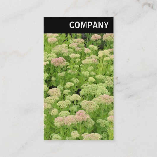 V Header - Sedum (Herfstvreugd) Visitekaartje (Voorkant)