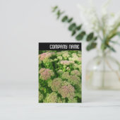 V-koptekst - Sedum "Autumn Joy" Visitekaartje (Staand voorkant)