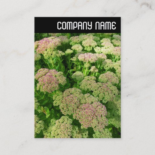 V-koptekst - Sedum "Autumn Joy" Visitekaartje (Voorkant)
