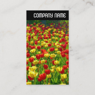 V-koptekst - Zee Tulpen Visitekaartje