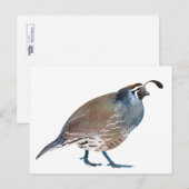 V. Kwartels/karte postale Briefkaart (Voorkant / Achterkant)