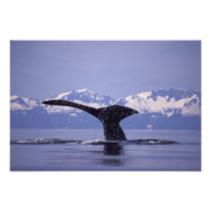 V.S., Alaska, Inside Passage Bultrug Foto Afdruk