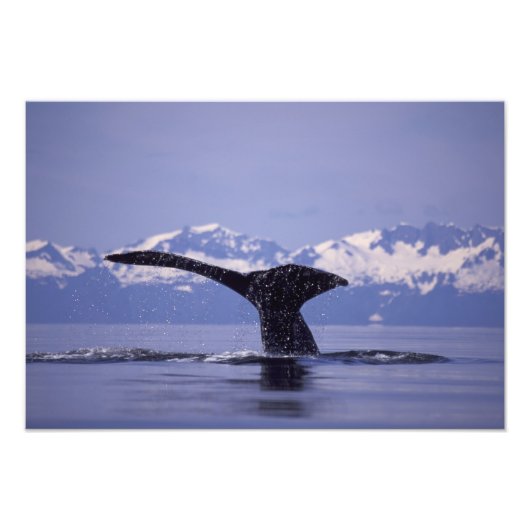 V.S., Alaska, Inside Passage Bultrug Foto Afdruk (Voorkant)