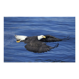 V.S., Alaska, Kenai schiereiland Steenarend Foto Afdruk