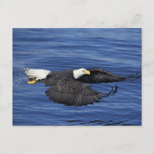 V.S., Alaska, Kenai schiereiland Zeearend Briefkaart