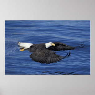 V.S., Alaska, Kenai schiereiland Zeearend Poster