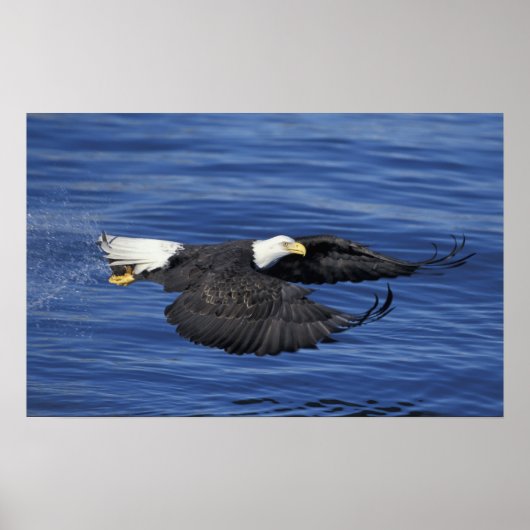V.S., Alaska, Kenai schiereiland Zeearend Poster (Voorkant)