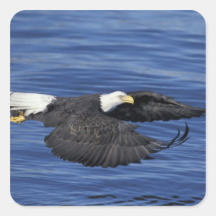 V.S., Alaska, Kenai schiereiland Zeearend Vierkante Sticker