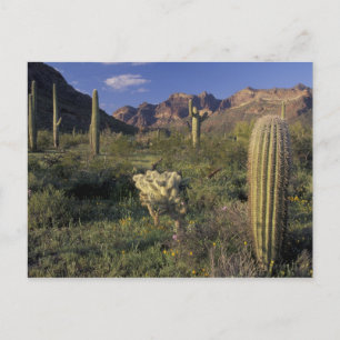 V.S., Arizona, Organ Pipe National Monument. Briefkaart