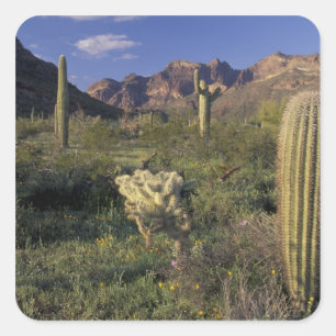 V.S., Arizona, Organ Pipe National Monument. Vierkante Sticker