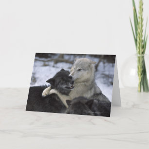 V.S., Montana die, Wolven in sneeuw de spelen Kaart