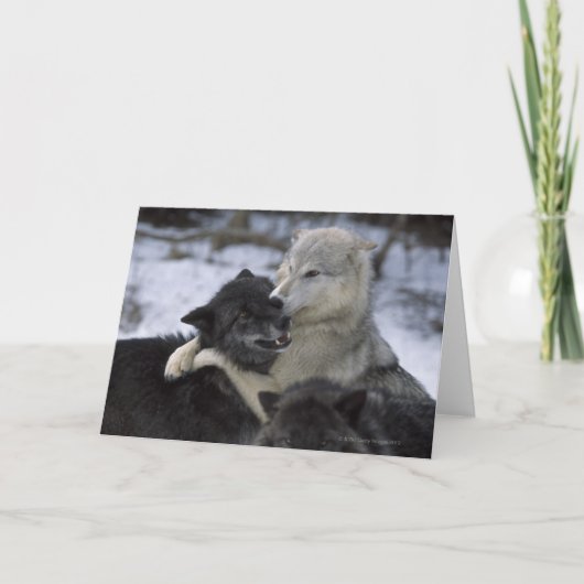 V.S., Montana die, Wolven in sneeuw de spelen Kaart (Voorkant)