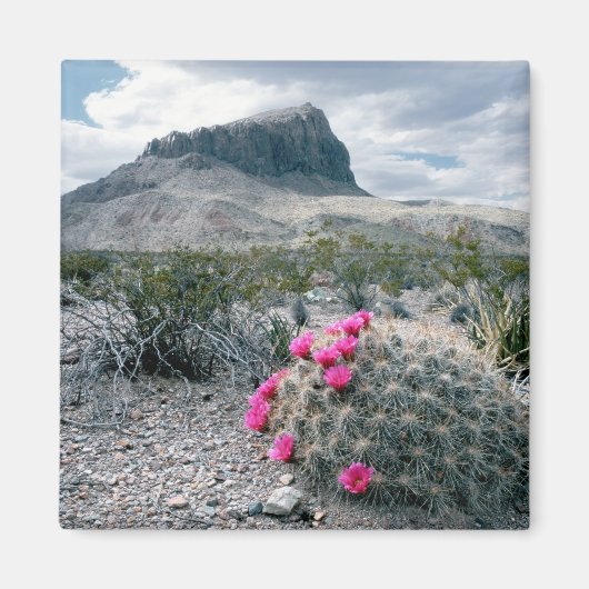 V.S., Texas, Big Bend National Park. Bloeiend Magneet (Voorkant)