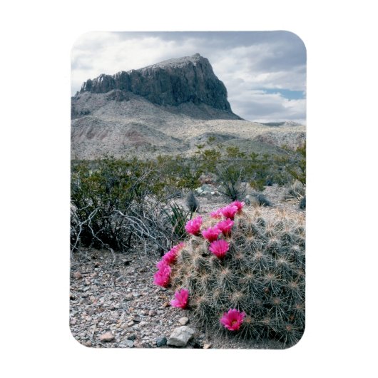 V.S., Texas, Big Bend National Park. Bloeiend Magneet (Verticaal)