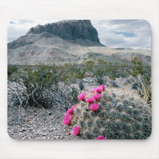 V.S., Texas, Big Bend National Park. Bloeiend Muismat (Voorkant)