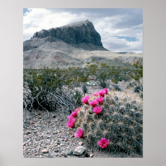 V.S., Texas, Big Bend National Park. Bloeiend Poster (Voorkant)