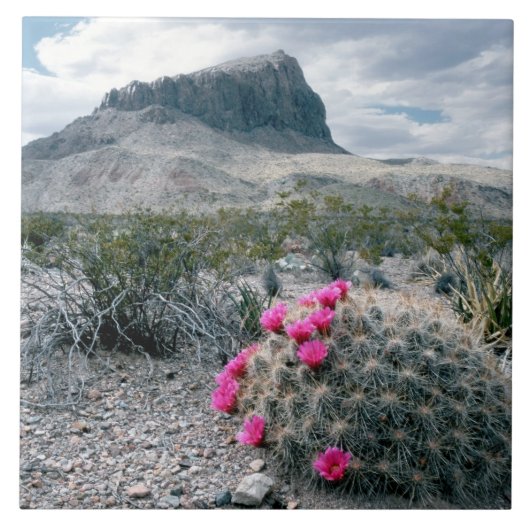 V.S., Texas, Big Bend National Park. Bloeiend Tegeltje (Voorkant)
