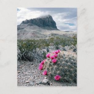 V.S., Texas, Big Bend National Park. In bloei Briefkaart