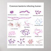 Vaak Bacteria Poster (Voorkant)