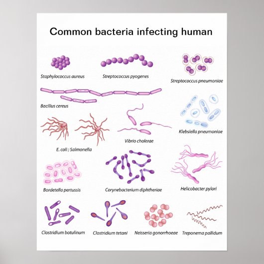 Vaak Bacteria Poster (Voorkant)