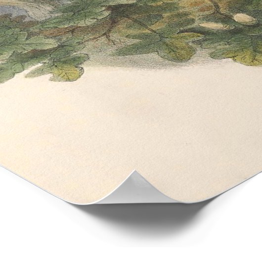  Vaak Buzzard Bird Poster (Hoek)