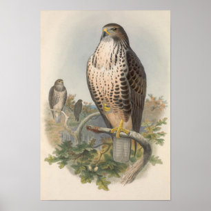  Vaak Buzzard Bird Poster
