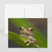 Vaak coqui, Eleutherodactylus coqui Briefkaart (Voorkant / Achterkant)