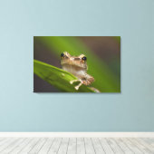 Vaak coqui, Eleutherodactylus coqui Canvas Afdruk (Insitu (Houten vloer))