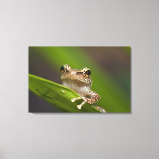 Vaak coqui, Eleutherodactylus coqui Canvas Afdruk (Voorkant)
