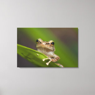 Vaak coqui, Eleutherodactylus coqui Canvas Afdruk