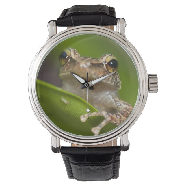 Vaak coqui, Eleutherodactylus coqui Horloge (Voorkant)