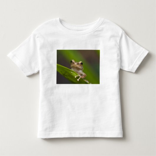 Vaak coqui, Eleutherodactylus coqui Kinder Shirts (Voorkant)