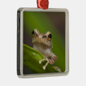 Vaak coqui, Eleutherodactylus coqui Metalen Ornament (Rechts)