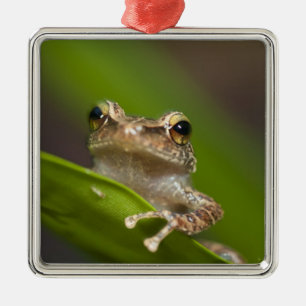 Vaak coqui, Eleutherodactylus coqui Metalen Ornament