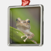Vaak coqui, Eleutherodactylus coqui Metalen Ornament (Links)