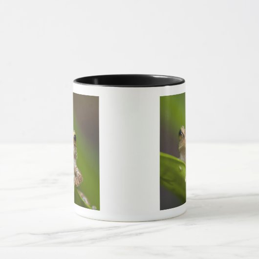 Vaak coqui, Eleutherodactylus coqui Mok (Midden)