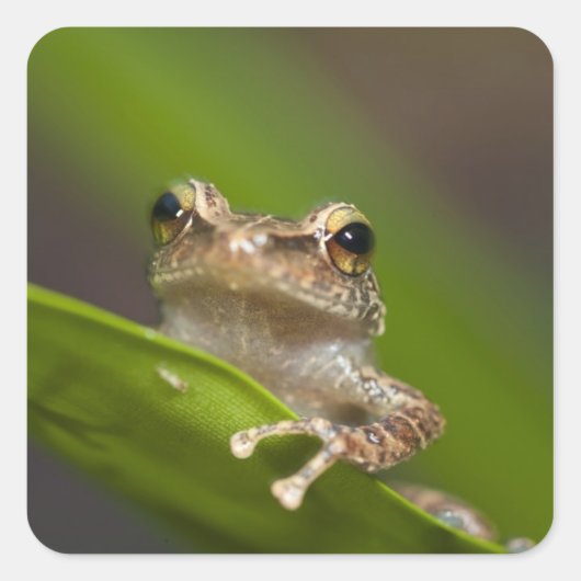 Vaak coqui, Eleutherodactylus coqui Vierkante Sticker (Voorkant)