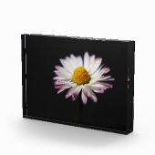 Vaak Daisy pbm Fotoblokken (Rechts)