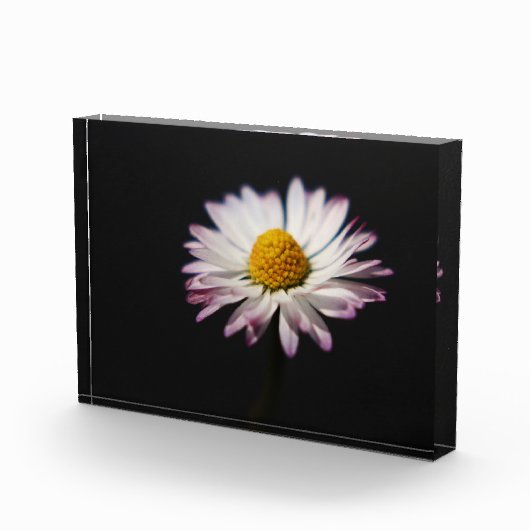 Vaak Daisy pbm Fotoblokken (Rechts)