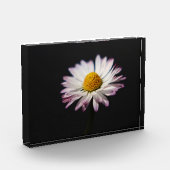 Vaak Daisy pbm Fotoblokken (Links)