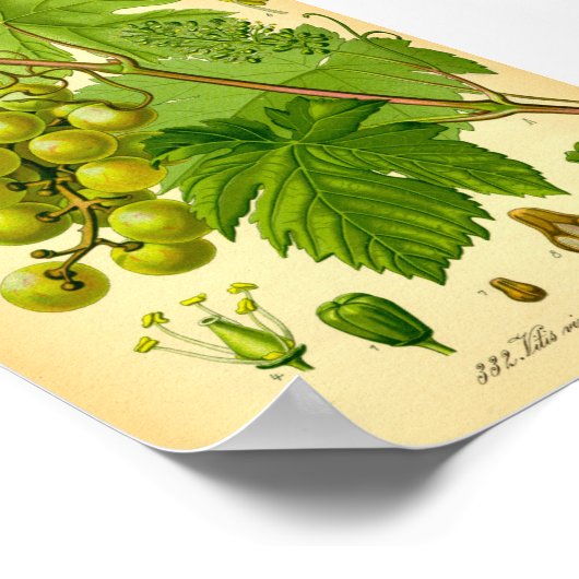 Vaak Druivenwijn (Vitis vinifera) Poster (Hoek)