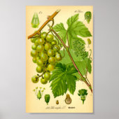 Vaak Druivenwijn (Vitis vinifera) Poster (Voorkant)