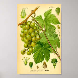 Vaak Druivenwijn (Vitis vinifera) Poster