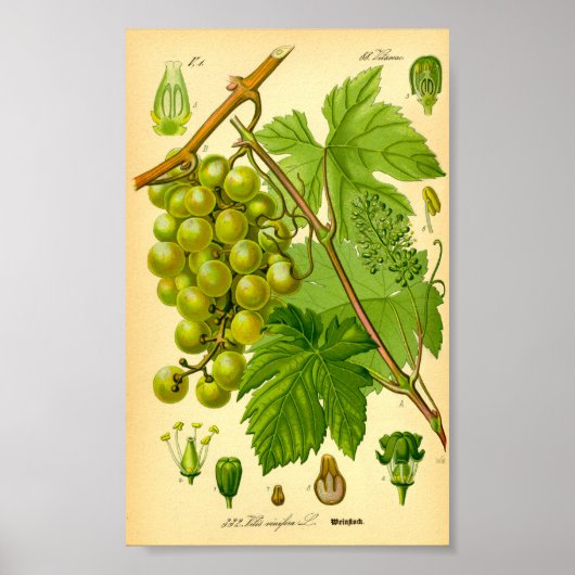 Vaak Druivenwijn (Vitis vinifera) Poster (Voorkant)