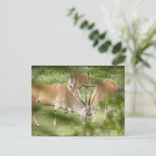 Vaak Eland Briefkaart (Staand voorkant)