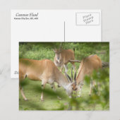 Vaak Eland Briefkaart (Voorkant / Achterkant)